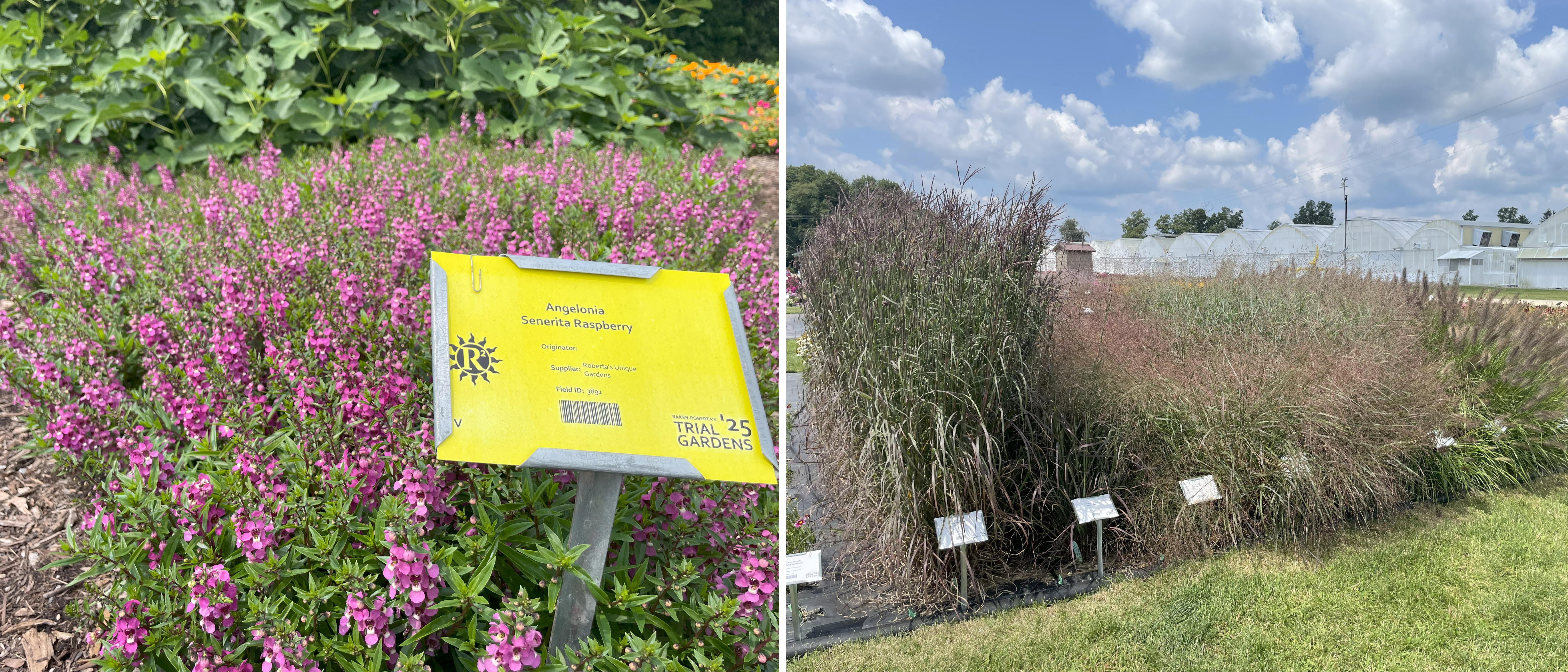 Trial garden view with a mass planting of Angelonia &lsquo;Senerita Raspberry&rsquo; covered in bright pink flowers and marked with a yellow label, alongside a display of tall ornamental grasses in shades of green, purple, and bronze growing in dense clumps near white greenhouse structures.